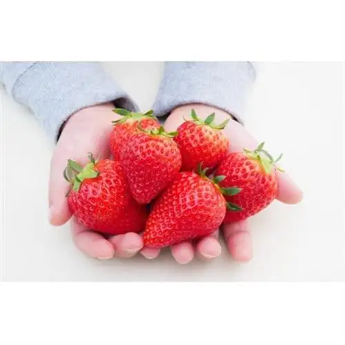 【産直】完熟よつぼし『四重奏』　愛知県みよし市　2パック(約500g)【配送不可地域：離島・北海道・沖縄県】【1284656】