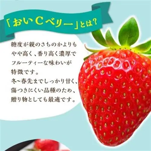 【2027年1月発送開始】岡山県美作市産　おいCベリー(約270g×4パック)【配送不可地域：離島・北海道・沖縄県】【1464411】