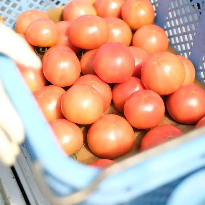 曽爾村の旬野菜と加工品の詰め合わせ お試しセット // 野菜 加工品 少量セット 味見 お試し