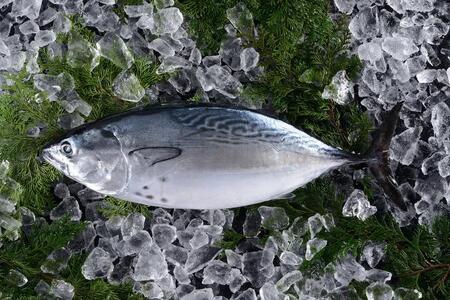 愛媛県産・高級養殖魚「媛スマ」 ◇※離島への配送不可 