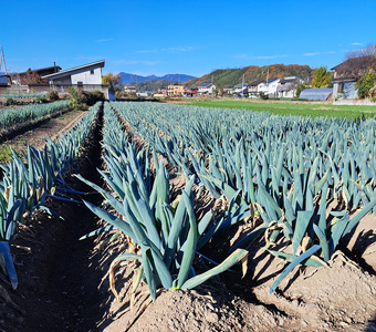  [先行予約] 産地直送！加藤農園の下仁田ねぎ 約4kg [12月中旬より順次発送] [0380]