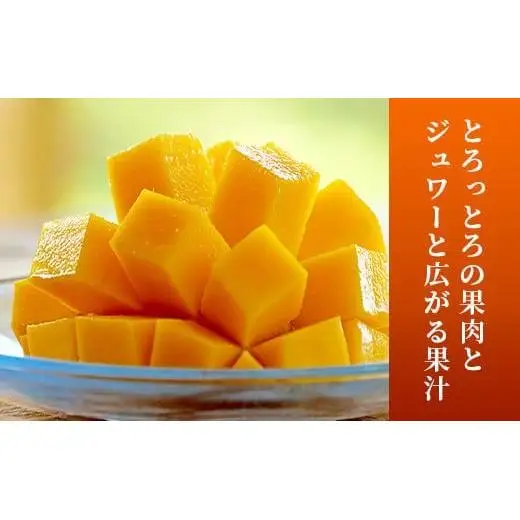 《2026年順次発送》訳あり (家庭用)沖縄マンゴー（石垣島産） 1kg