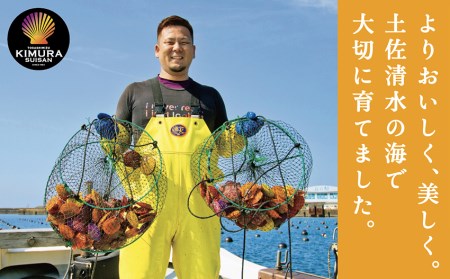 【先行受付】生け簀でお届けヒオウギ貝65個セット エアポンプ付【R00646】