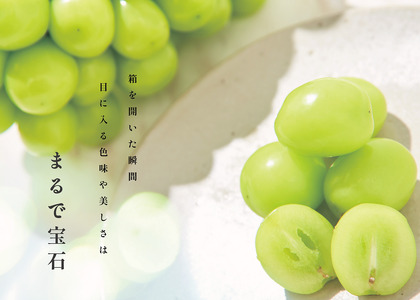 ＜2026年発送先行予約＞南アルプス市産 大粒シャインマスカット 2房入り 約1.3kg ALPAL007