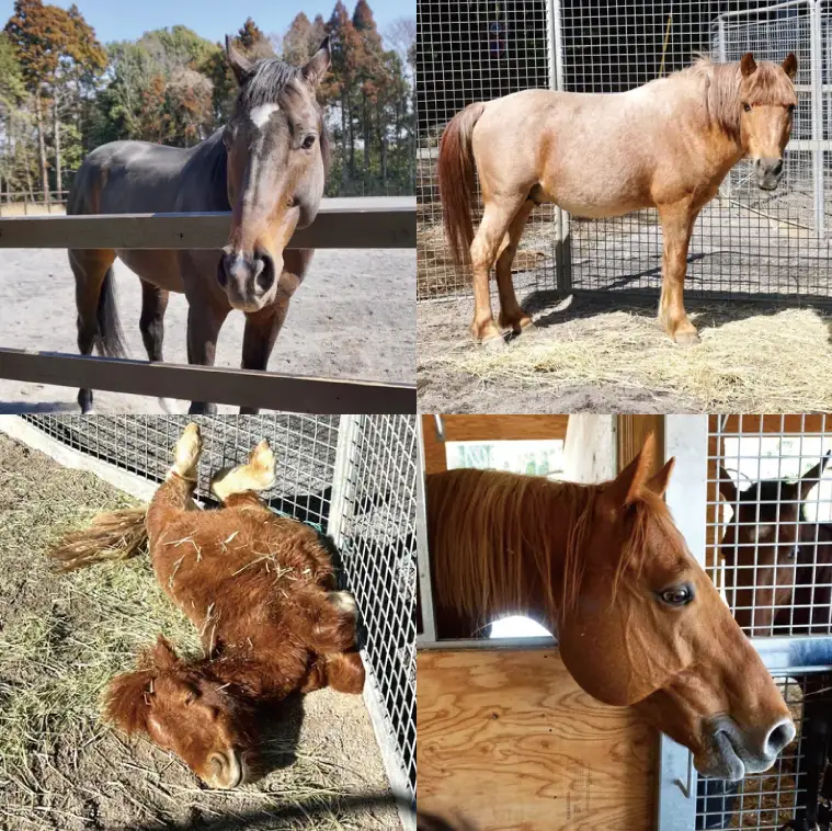 うまんまパーク 入場券 チケット おやつバケツ付き 2枚セット 馬 ふれあい 触れ合い パーク 牧場 乗馬 体験 観光 体験型 レジャー エサやり 引退競走馬 ポニー 癒し 関東 茨城県 阿見町（55-01）