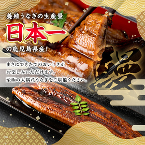 【0244311a】並サイズの満足感！東串良町のうなぎ蒲焼(無頭)(5尾・計約600g・タレ、山椒付)うなぎ 高級 ウナギ 鰻 国産 蒲焼 蒲焼き たれ 鹿児島 ふるさと 人気【アクアおおすみ】