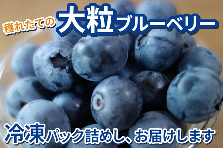 くろかわ農園 冷凍ブルーベリー 2kg（500g×4パック） 秋田県美郷町
