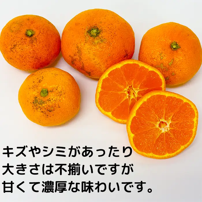 高糖系 温州みかん 青島 (訳あり・規格外) 約10kg【木戸農園】 1月 2月 果物 フルーツ 数量限定 期間限定 九州 大分県 ＜113-014＞
