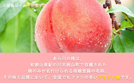 【先行予約】 あら川の桃 約1kg 秀品 前商店