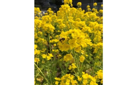 Veg Honey 畑の蜂蜜 2本入り【国産 季節の花 生ハチミツ 】