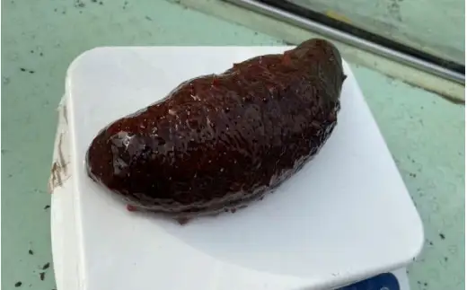 活 なまこ 青なまこ 2kg / ナマコ 海の幸 由良町 新鮮 刺身 珍味 産地直送 海産物 特産 和歌山県 ※2026年12月中旬～3月下旬頃に順次発送予定【skmn224-ao-2】