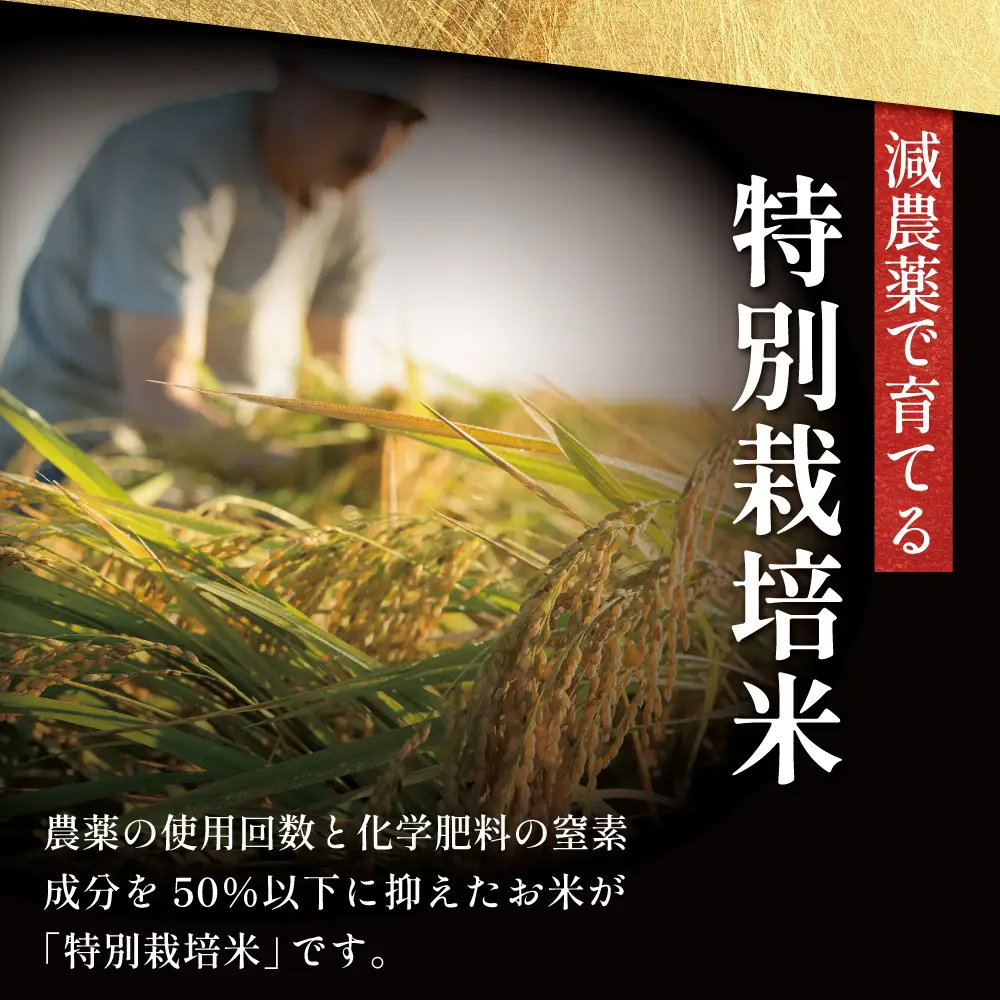 【令和8年産 新米】＜7月末発送開始＞ 特別栽培米 金峰コシヒカリ石蔵米5kg×1袋 先行受付 先行予約 特別栽培農産物 コメ おこめ 5キロ こしひかり 米 鹿児島県産 南さつま市 木花館