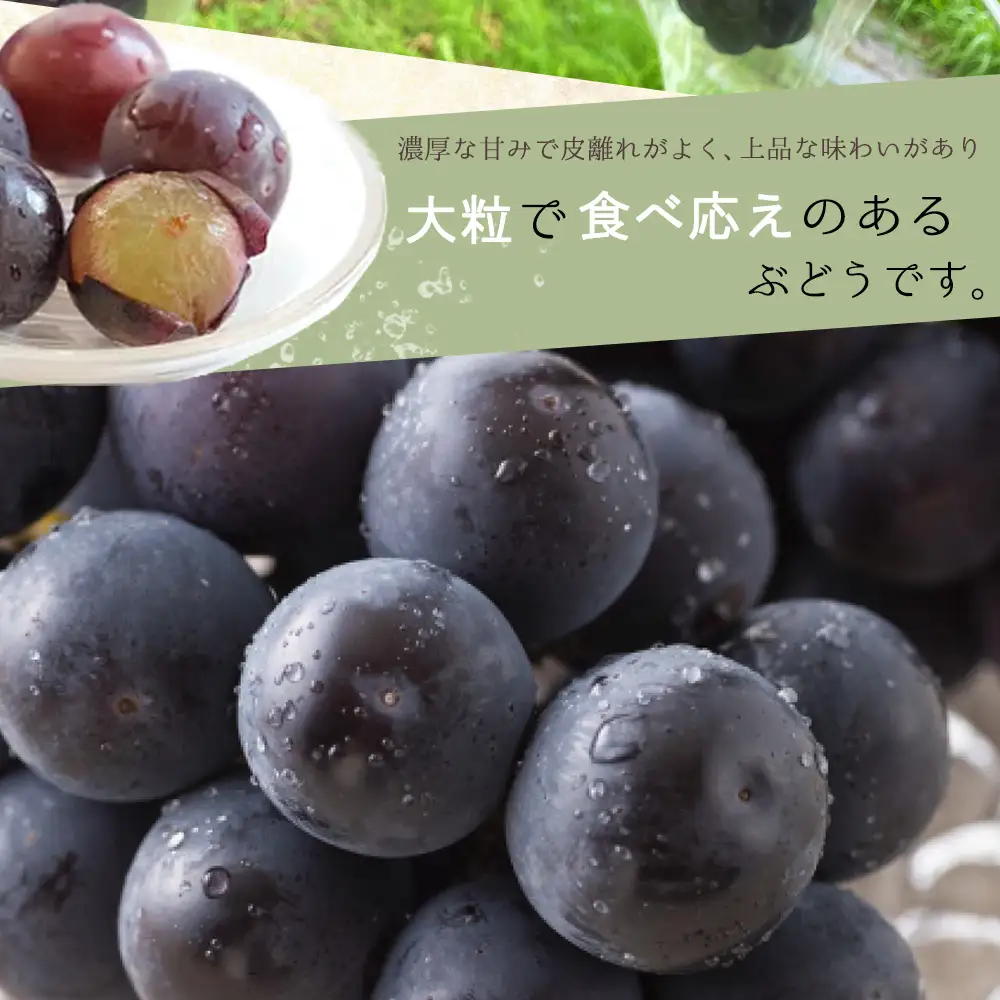 紀州和歌山産 ピオーネ 約2kg ※2026年8月下旬頃〜2026年9月下旬頃に順次発送 ※日付指定不可 ぶどう ブドウ 葡萄 果物 くだもの フルーツ【uot781】
