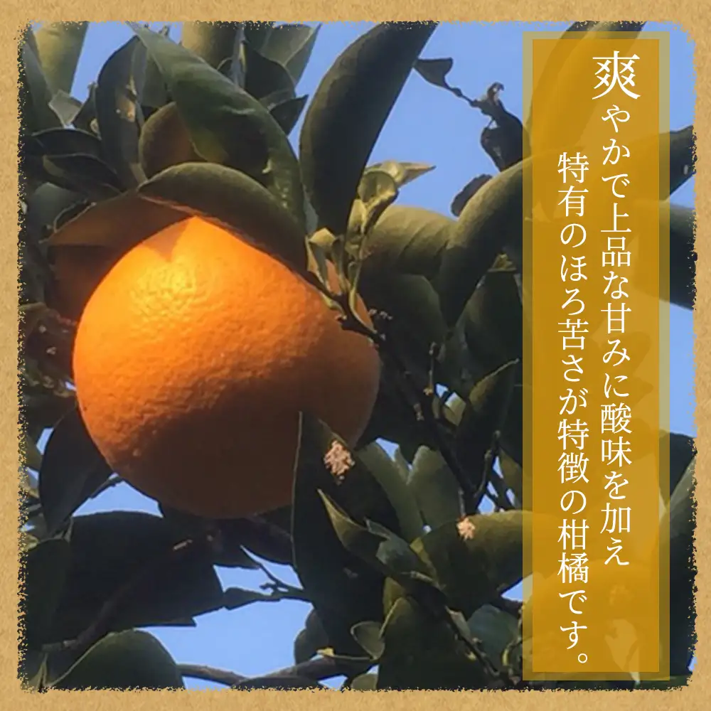 紀州和歌山産 八朔（はっさく） 約10kg ※2027年1月下旬頃～2027年2月上旬頃に順次発送予定 ※日付指定不可 八朔 はっさく 柑橘 果物 くだもの フルーツ【uot785】