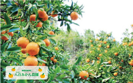 【 贈答用 】 ぽんかん 10kg 先行予約 （発送期間：1月中旬?無くなり次第終了） 八百みかん農園 の ぽんかん 15000円 家庭用 10kg 先行 事前 予約 受付 みかん 不知火 はるみ 防腐剤不使用 愛媛 産地直送 国産 農家直送 糖度 甘味 果樹園 期間限定 数量限定 特産品 プレゼント 人気 限定 愛南 正品 果実 ギフト 風味 甘い フルーツ 果物 柑橘 蜜柑