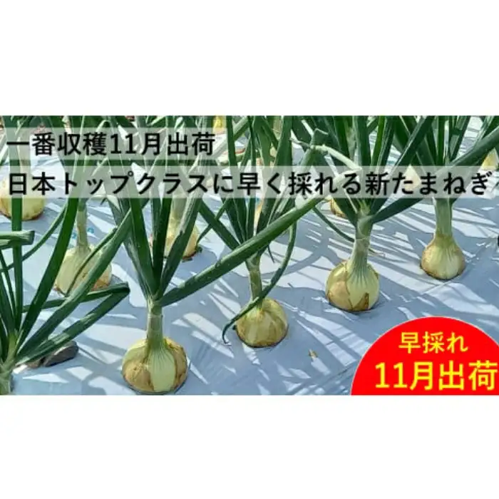 新玉ねぎ 訳あり 5kg  新玉ねぎ シルクオニオン 新玉ねぎ 玉ねぎ愛媛県 愛南町青果市場