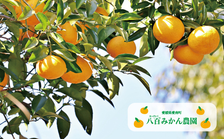 【 先行予約 】 完熟 甘夏 5kg （発送期間：4月下旬?無くなり次第終了） 八百みかん農園 の 完熟 甘夏 7000円 家庭用 訳あり 贈答 先行 事前 予約 受付 ギフト みかん あまなつ 夏みかん グレープフルーツ 防腐剤不使用 愛媛 産地直送 国産 農家直送 糖度 果樹園 期間限定 数量限定 特産品 ジュース 人気 限定 愛南 さわやか 甘い フルーツ 果物 柑橘 蜜柑