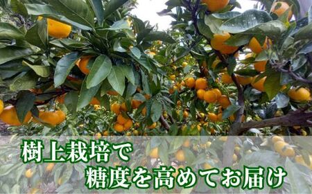 訳あり 愛媛みかん 早生みかん 5kg 早生みかん 蜜柑 みかん 温州みかん 早生 愛媛みかん オレンジ 果物 フルーツ 柑橘 人気 サイズ 不揃い サイズミックス 愛媛県 愛南町青果市場 発送期間：2024年11月初旬?11月末(なくなり次第終了)
