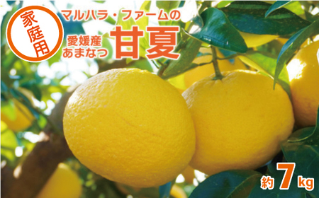 【家庭用】 マルハラファーム 甘夏 7kg 発送期間: 3月初旬?5月末 先行予約 家庭用 甘夏 みかん 柑橘 あまなつ グレープフルーツ 果物 フルーツ おいしい 愛媛 愛南 産地直送 国産 農家直送 数量限定 人気 限定 ジューシー 甘い マーマレード ピール 7kg ギフト プレゼント デザート