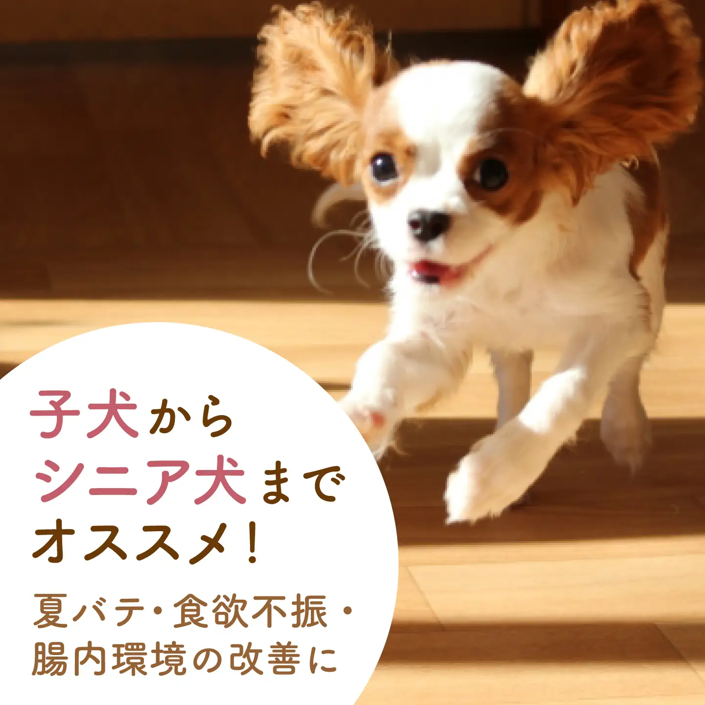ワンワン 甘酒 犬 用  （濃縮タイプ） 便利な スタンドパック入り 170g×5【有限会社 木屋食品工業】[ZAD014]
