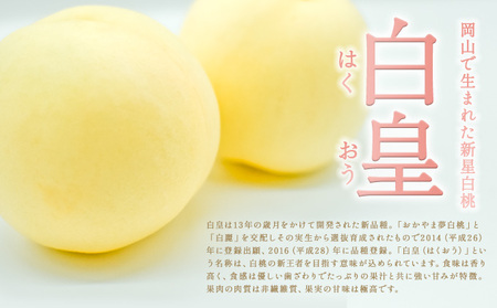 固めの 桃 2026年 先行予約 白桃 白皇 (はくおう) 5～6玉入り(約1.5kg) 贈答用 もも モモ 岡山県 赤磐市産 国産 フルーツ 果物 ギフト 