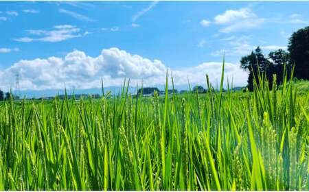 【令和7年産】自然栽培 イセヒカリ 5kg 白米 長野県産