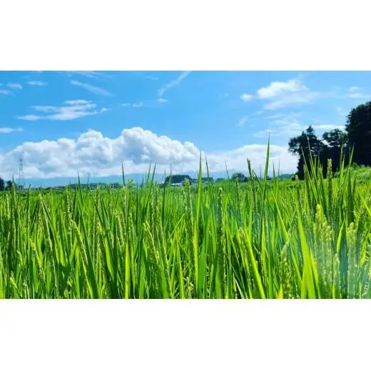 自然栽培 イセヒカリ 10kg 白米 | 農薬 肥料不使用 天日干し