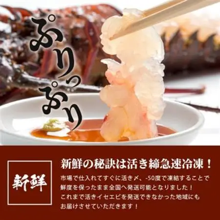 枕崎港水揚げ!　活〆冷凍 【伊勢海老】 2～4匹 計約2.2kg E0-14_魚介・海産物 伊勢海老 エビ いせえび 伊勢エビ_【配送不可地域：離島】【1470872】