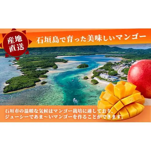 【先行予約】「紅福姫ブランド」石垣島のマンゴー 約1kg  OT-04