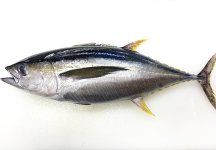 天然 キハダマグロ 赤身 柵 約1kg (2-4柵) 刺身 海鮮 簡単調理 大容量  鮮度抜群