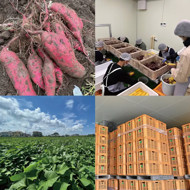 茨城県産 さつまいも『紅はるか』生芋20kg S～Lサイズ混合 2箱｜熟成 サツマイモ 国産 スイーツ 産地直送 人気 蜜芋 阿見町（56-07）