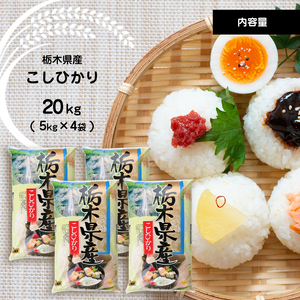 【定期便3回】栃木県産 こしひかり 20kg×3回 真岡市 栃木県 送料無料