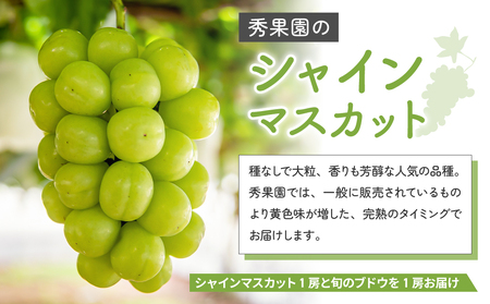 【先行受付2026年発送】シャインマスカットと旬のおすすめ品種2房セット（約1.2kg）｜秀果園※2026年9月下旬～10月下旬発送予定