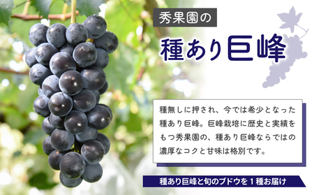 【先行受付2026年発送】種あり巨峰と旬のおすすめ品種（１房） 計5~6房 （約2kg）｜秀果園　※2026年9月上旬~10月下旬順次発送