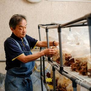 国産乾燥きくらげ3袋セット 温泉地熱栽培 三朝喜くらげ