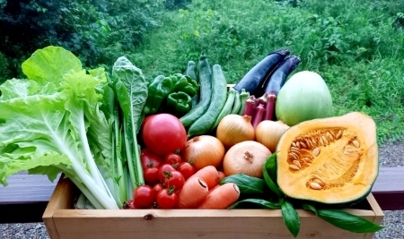 【野菜の定期便】こばやし季節の野菜詰め合わせセット　全12回（ 野菜セット 季節野菜セット 新鮮野菜セット 旬野菜セット 定期便野菜セット ）