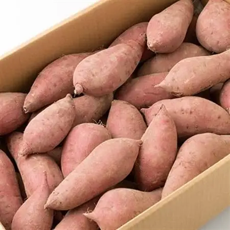 本場鹿児島さつまいも【マロンスイート】6kg　2026年10月中旬より発送A3-59_野菜 さつまいも いも サツマイモ 薩摩芋_【配送不可地域：離島】【1167095】