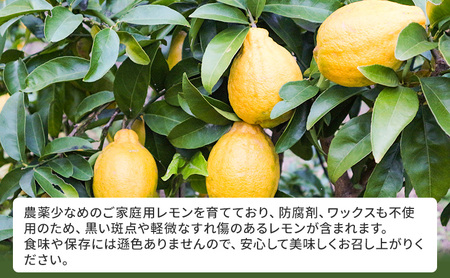 れもん 先行予約 璃の香 レモン イエロー ご家庭用 約6kg 檸檬 柑橘 国産  果汁 果物 フルーツ ゆめさきファーム 