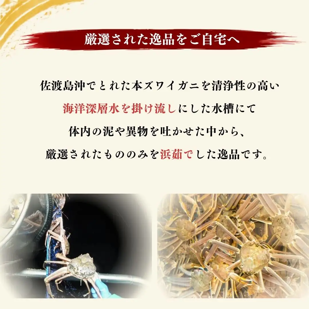 【先行予約】佐渡産 本ずわいがに 750g前後 1杯