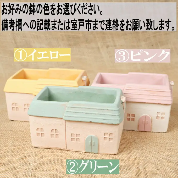 多肉植物の寄せ植えセット（メゾンレクトポット）長屋根