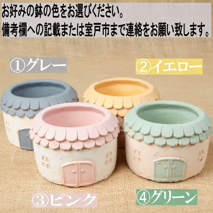 多肉植物の寄せ植えセット（メゾンラウンドポット）丸屋根