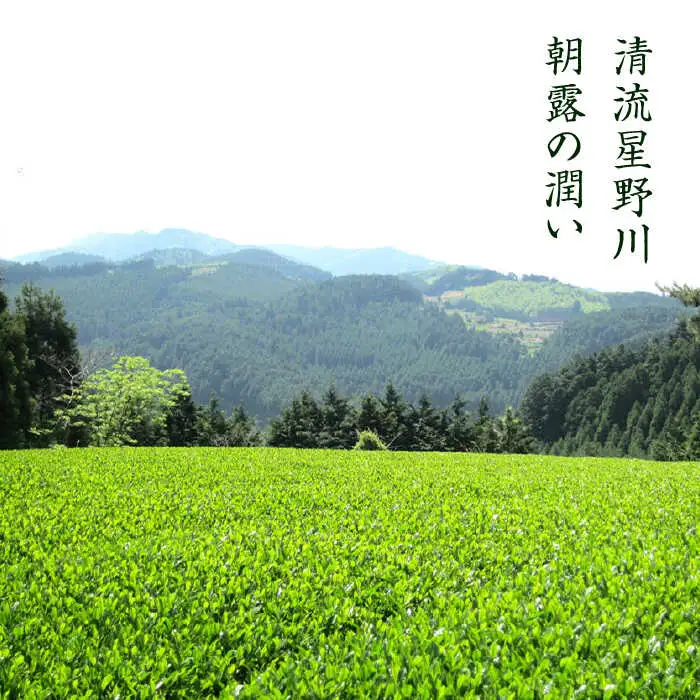 【全12回定期便】奥八女星野村 八女茶 伝統本玉露[50g]×2袋 [ABDF111]