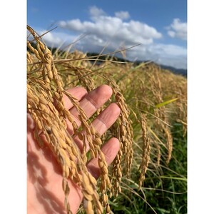【先行予約】令和8年産 丹後こしひかり 玄米30kg 【特別栽培米】新米 玄米 こしひかり 30キロ 特別栽培 玄米 2026年産 ふるさと納税 こしひかり ふるさと納税