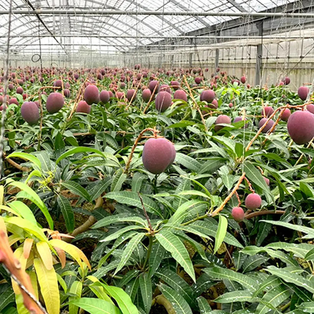 【2027年発送】平田果樹園のアップルマンゴー家庭用 約2kg（3玉～7玉）