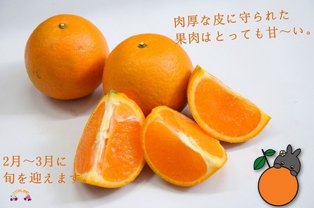 《今が旬！》～アマミノクロウサギと共生を目指す農家さんの徳之島産たんかん3kg ( たんかん 柑橘 フルーツ 果物 徳之島 鹿児島 奄美 フレッシュ ビタミン 美味しい オススメ 人気 自然保護 共生 うさぎ ウサギ アマミノクロウサギ )