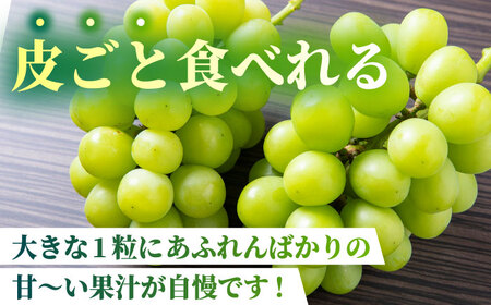 【2026年発送先行予約】 シャインマスカット 2kg(4～5房)【合同会社 社方園】ぶどう 大粒  熊本 期間限定  マスカット [ZBZ013]