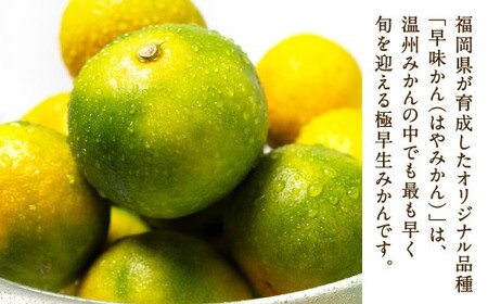 福岡県産 早味かん 約4kg以上 （40玉～50玉入り）  M・Sサイズ 【2026年9月下旬～10月下旬発送予定】 みかん 早生みかん ミカン 果物 くだもの フルーツ