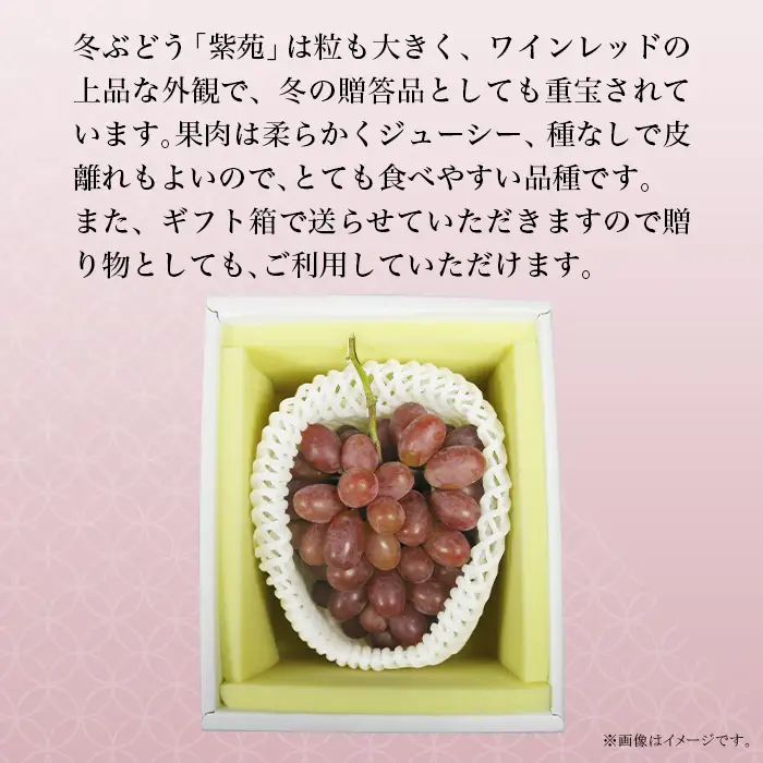 74-20 冬ぶどう「紫苑」1房（700g以上）【2026年10月下旬～11月下旬発送予定】