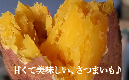 訳あり 熟成 紅はるか 5kg M-2Lサイズ 低温熟成 甘い おやつ おかず 国産 愛媛県 愛南町青果市場 発送:2024年12月下旬～(なくなり次第終了)