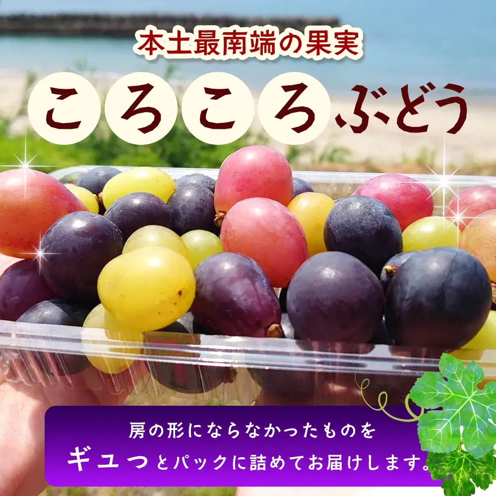 【先行予約・数量限定】2026年7月下旬発送 ＜訳あり＞ 本土最南端ぶどう ころころぶどうパック 約1.2kg TE707｜期間限定 家庭用 産地直送 旬 ブドウ 葡萄 ぶどう フルーツ 果物 くだもの 果実 食べ比べ 鹿児島県 南大隅町 有限会社ティエラ　